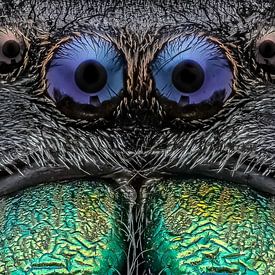 springspin / Jumping Spider van marco jongsma