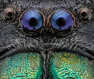 springspin / Jumping Spider van marco jongsma