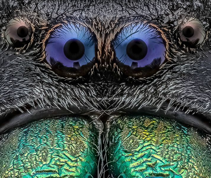 springspin / Jumping Spider van marco jongsma