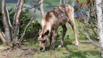 A baby reindeer grazes in a meadow in the sunshine
