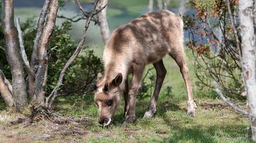 Un bébé renne broute dans une prairie ensoleillée sur Sonja Foerster-Odenthal