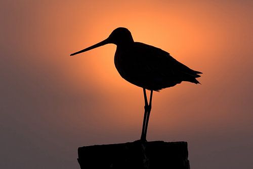 Black-tailed godwit in evening light