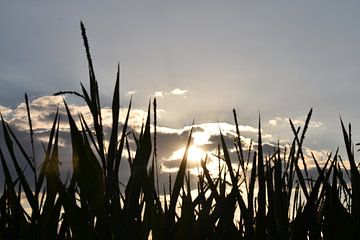 Coucher de soleil sur le champ de maïs sur Annamaria Muurling