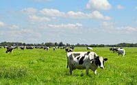 Typisch Nederlands landschap met zwart witte koeien