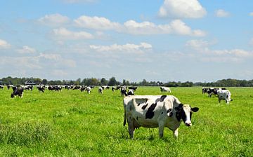 Typisch Nederlands landschap met zwart witte koeien van Robin Verhoef