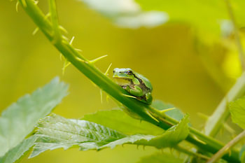 Laubfrosch auf einem Brombeerzweig