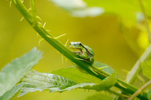 Laubfrosch auf einem Brombeerzweig