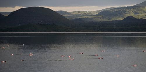 Flamingos in der Nachmittagssonne am Lake Elementeita, Kenia, Afrika.
