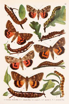 Vintage afbeelding van vlinders en rupsen van Studio Wunderkammer