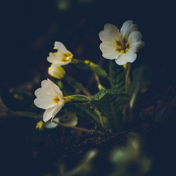 Italien von David Krause