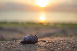 sunset mussel by Renate Weekhout
