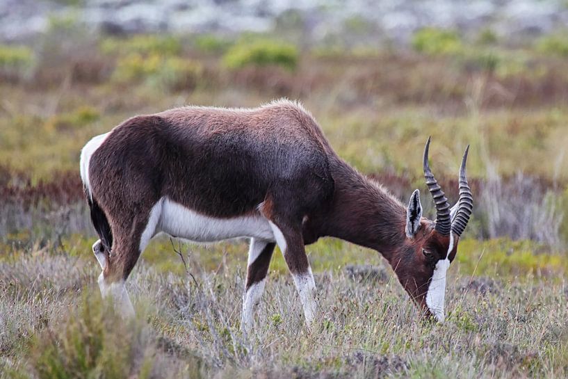 Buntbock (Damaliscus pygargus) von Dirk Rüter