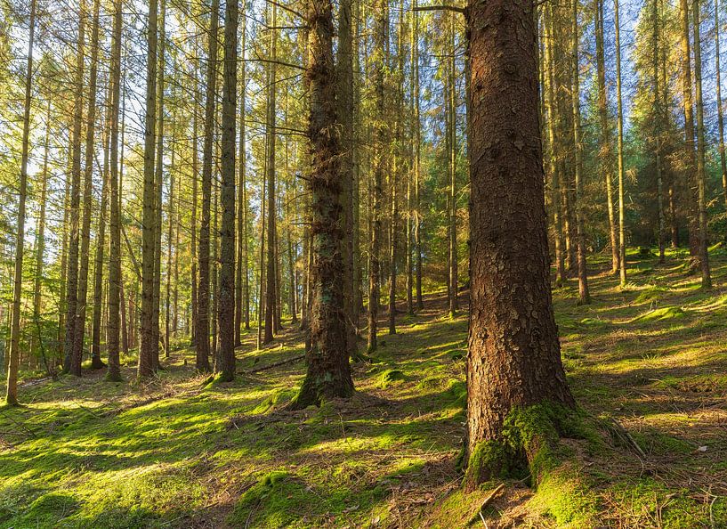 Surroundings Sukkertoppen - Skanderborg (Denmark) by Marcel Kerdijk
