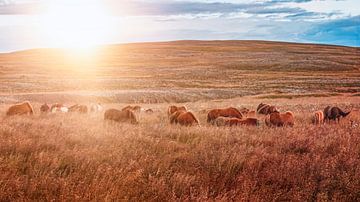 Grazende paarden in IJsland van Thomas Heitz