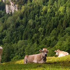 Cows in a alpine meadow von John Stuij