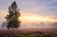 Mist bij Zonsondergang van Johan Vanbockryck thumbnail