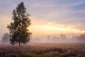 Brouillard au coucher du soleil