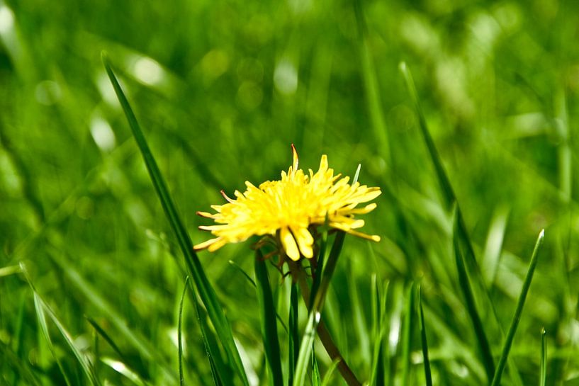 An ordinary dandelion by Jan Radstake