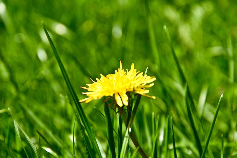 Een doodnormale paardenbloem van Jan Radstake