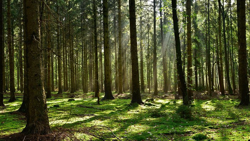 forest by Günter Albers