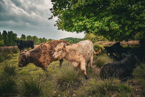 Galloways zwerven over de heide