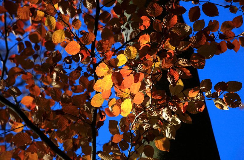 Beech by Thomas Jäger