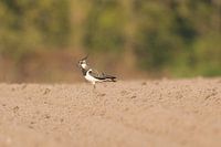 Kievit op het zand