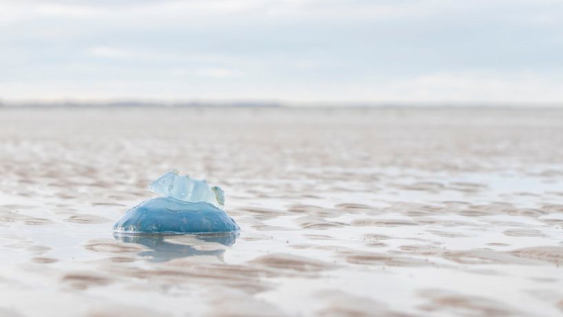 Angeschwemmt am Strand von Bas Ronteltap