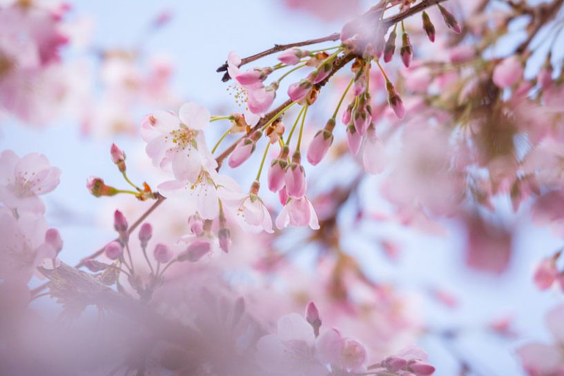 Frühlingsblüte von Marian Sintemaartensdijk