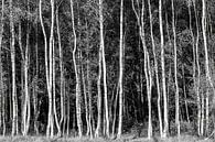 berkenbos, berk, berkenbosje van M. B. fotografie thumbnail