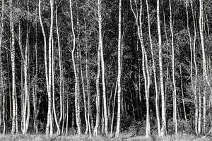 birkenwald, birke, birkenhain von M. B. fotografie