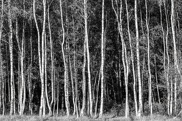 birch forest, birch, birch grove by M. B. fotografie