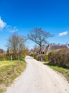 Weg mit Bäumen und Häusern in Ahrenshoop auf dem Fischland-Darß