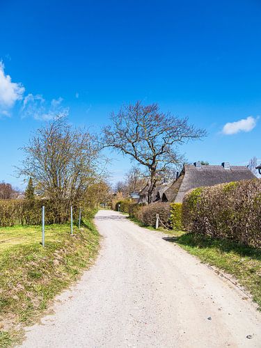 Pad met bomen en huizen in Ahrenshoop op Fischland-Darß