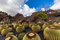 Kaktusgarten