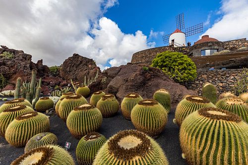 Jardín de Cactus
