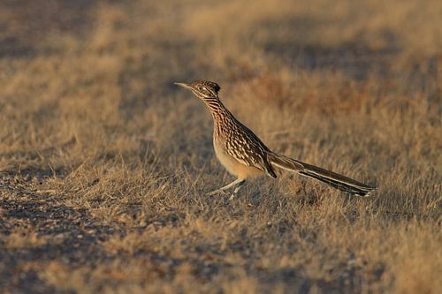 roadrunner" wegkoekoek (Geococcyx californianus), ook grote koekoek of grondkoekoek Nieuw-M