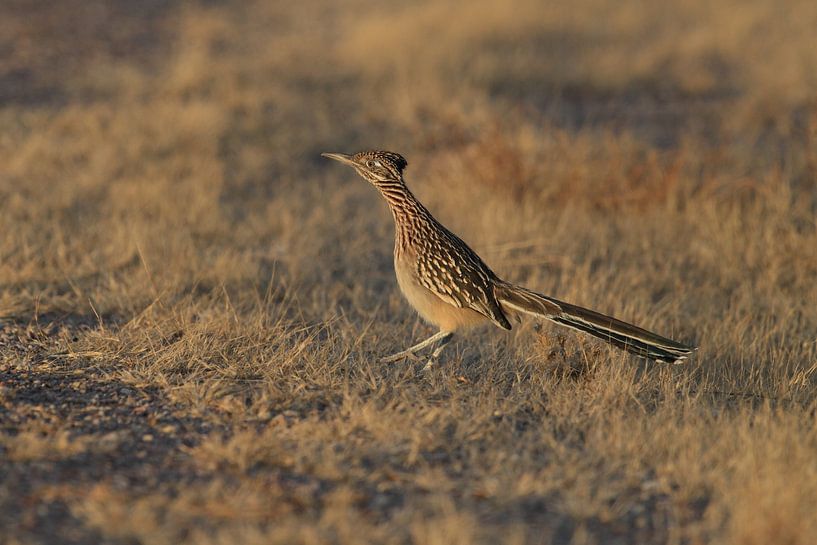 roadrunner&quot; wegkoekoek (Geococcyx californianus), ook grote koekoek of grondkoekoek Nieuw-M van Frank Fichtmüller