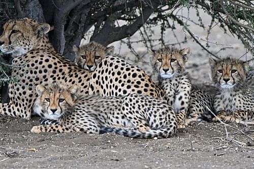 Vier jonge cheeta's met hun moeder