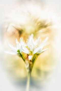 Wild garlic blossoms in bright light