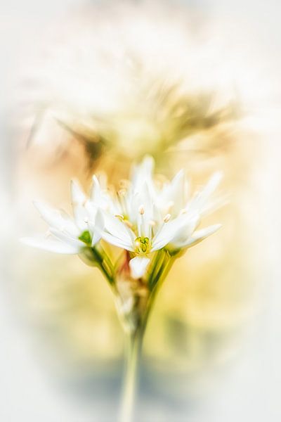 Bärlauchblüten im hellen Licht von Nicc Koch