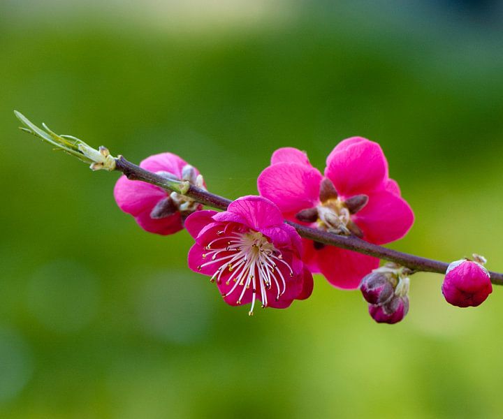 Rosenblüten-Pfirsichbaum von Ina Hölzel