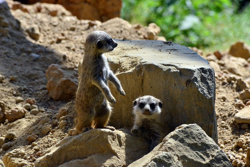 Meerkat nursery by Ingo Laue