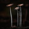 Paddenstoelen – fine art macrofotografie van Exclusive Photos by Erwin Floor