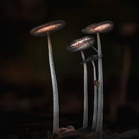 Pilze – Fine Art Makrofotografie von Exclusive Photos by Erwin Floor