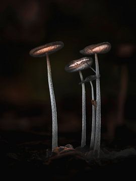 Paddenstoelen – fine art macrofotografie