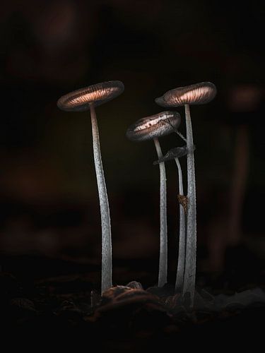 Mushrooms – fine art macro photography by Exclusive Photos by Erwin Floor