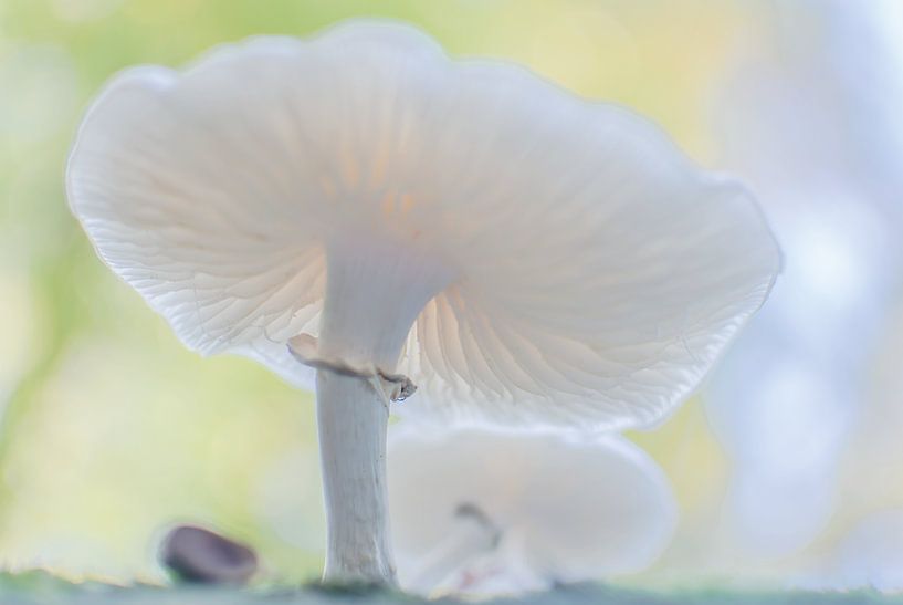 Couleurs d'automne, champignon, bokeh par Caroline Drijber