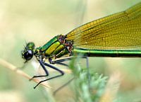 Dragonfly at rest in grass
