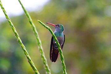 Kolibri Costa Rica sur Merijn Loch